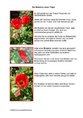 Mutation-einer-Tulpe.pdf